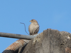 Passer domesticus
