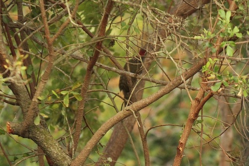 Pito de Knysna (Campethera notata)