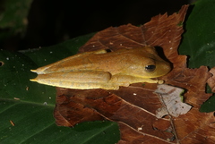 Boana calcarata