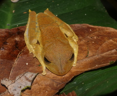Boana calcarata