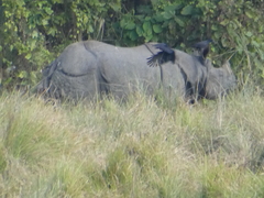 Rhinoceros unicornis