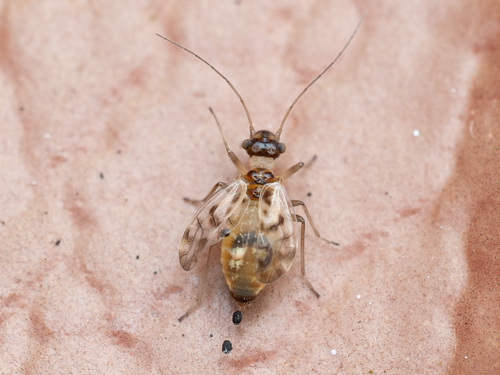F-winged Barklouse, photo 2 of 9