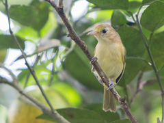 Pachysylvia aurantiifrons