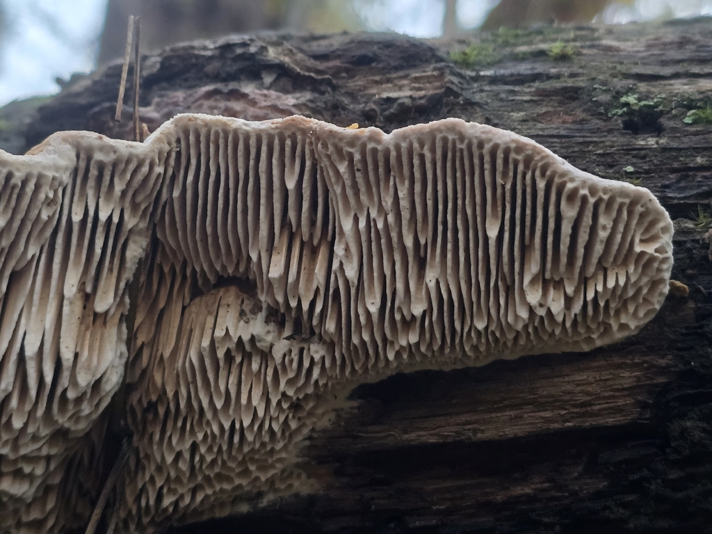 Fomitopsis quercina · November 2025 · photo: © alan_rockefeller (iNaturalist, cc-by-sa)