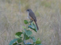 Grey-Backed Shrike photo 3