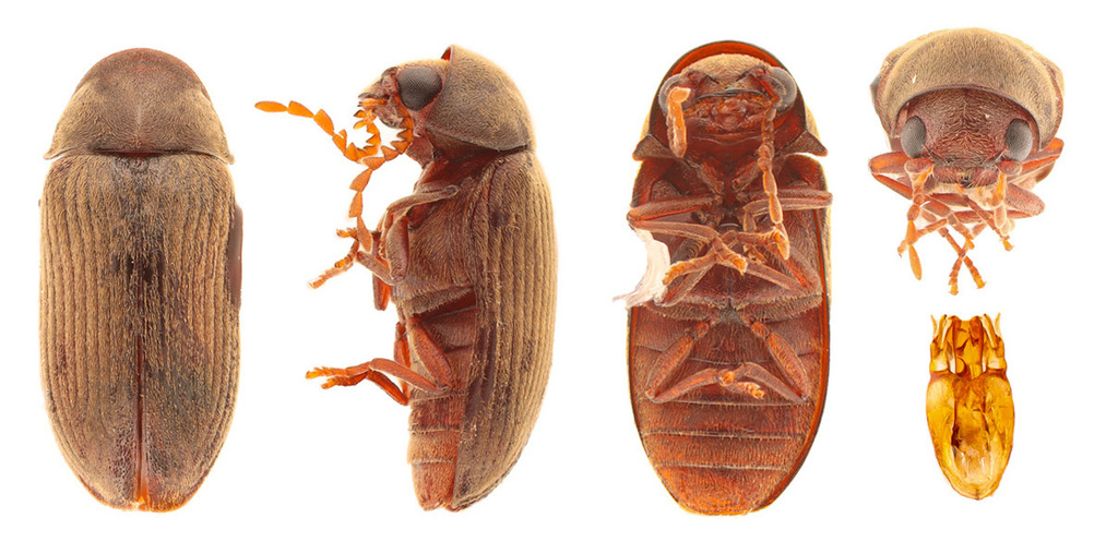 Euvrilletta harrisi