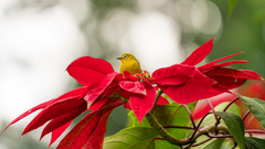 Zosterops anderssoni