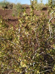 Hermannia fruticulosa