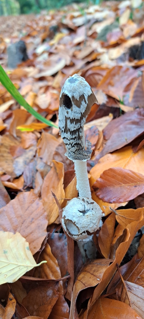 Coprinopsis picacea · November 2025 · photo: © mike2131 (iNaturalist, cc0)
