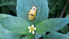 Chauliognathus flavipes