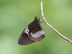 Euploea eupator