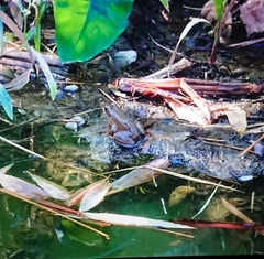 Pelophylax saharicus