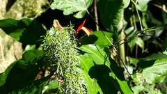 Justicia brasiliana