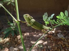 Chamaeleo senegalensis