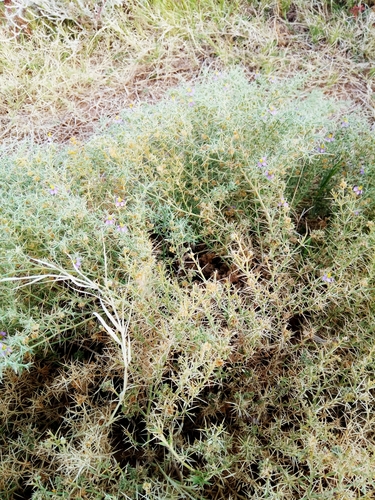 Fagonia olivieri image