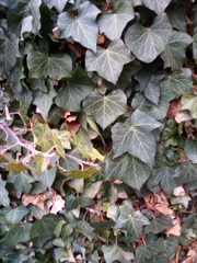 Hedera helix
