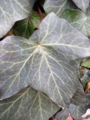 Hedera helix