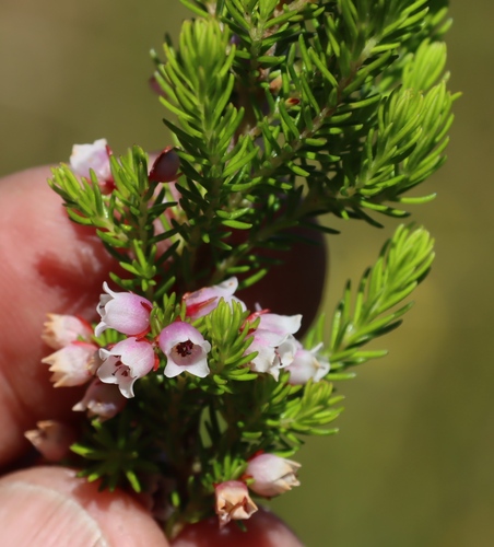 Thirsty Heath (Erica sitiens)