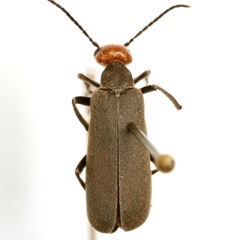 Epicauta atrata