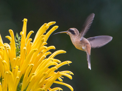 Phaethornis striigularis