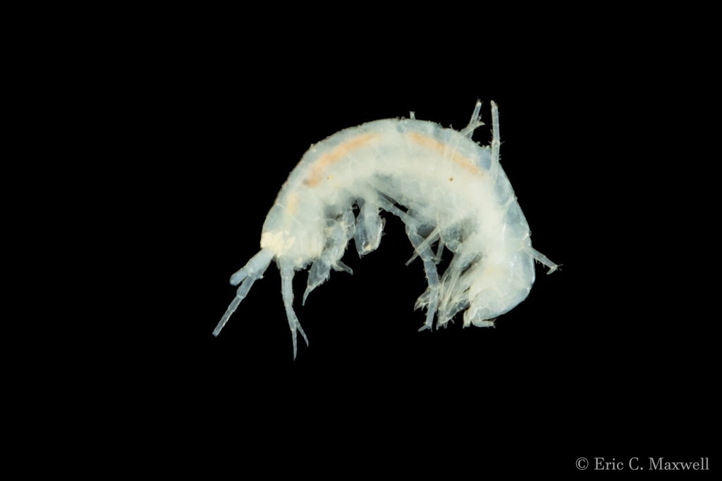 Dickson's Cave Amphipod