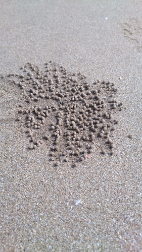 Dotillidae