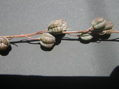 Trachyandra tabularis