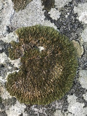 Anaptychia runcinata