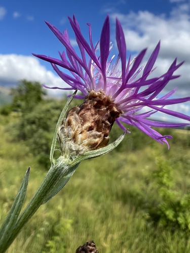 Brown Knapweed (Centaurea jacea)