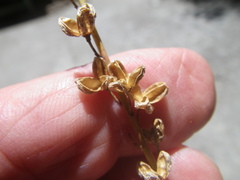 Trachyandra tabularis