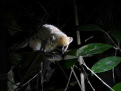 Microcebus lehilahytsara