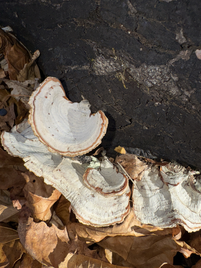 Stereum lobatum · November 2025 · photo: © elk652 (iNaturalist, cc0)