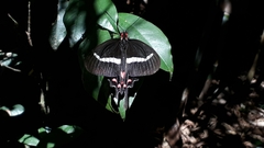 Parides agavus
