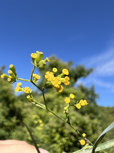 Tall hare's-ear (Bupleurum praealtum)