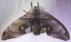 Daphnusa ocellaris