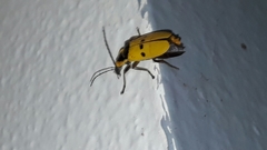 Chauliognathus missionum