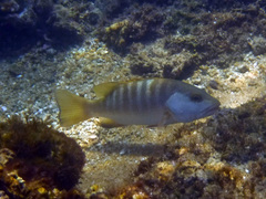 Lutjanus novemfasciatus