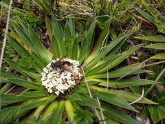 Eristalis bogotensis