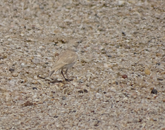 Ammomanopsis grayi