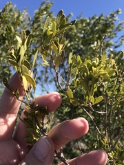 Fraxinus greggii
