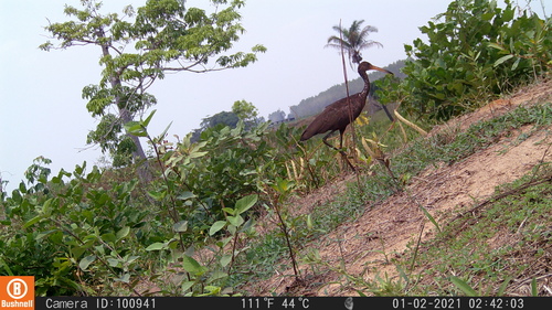 Limpkin
