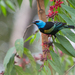 Blue-necked Tanager - Photo (c) Oswaldo Hernández, some rights reserved (CC BY-NC), uploaded by Oswaldo Hernández