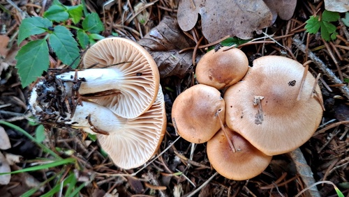 Hygrophorus discoideus, 2025-11-11