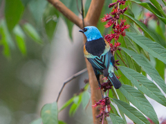 Blue-Necked Tanager photo 4