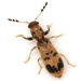 Escarabajos Cuadriculados - Photo (c) Mike Quinn, Austin, TX, algunos derechos reservados (CC BY-NC)