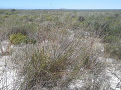 Trachyandra tabularis