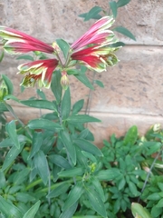 Alstroemeria psittacina