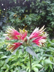 Alstroemeria psittacina
