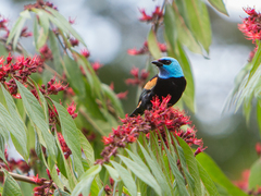 Blue-Necked Tanager photo 3