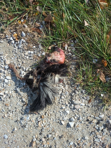 Striped Skunk